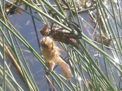 Takto se klube vážka