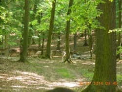 Stádo daňků u krmelce